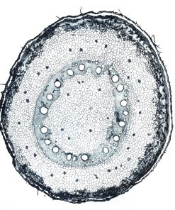« Cellule 3 »