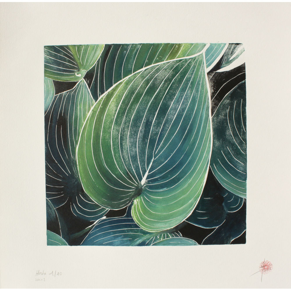 « Feuilles Hosta série 2 »